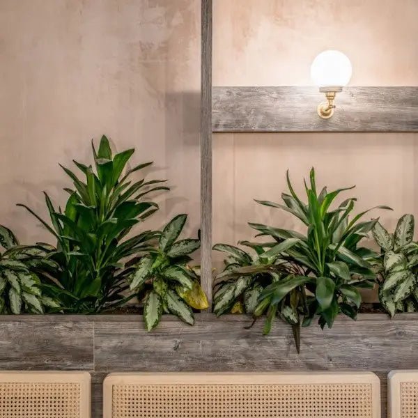 DEBENHAM'S LOAF & BLOOM DELI KITCHEN | LIGHTING SUPPLY - DYKE & DEAN